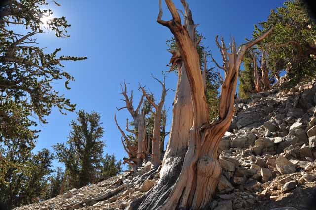 bristlecone